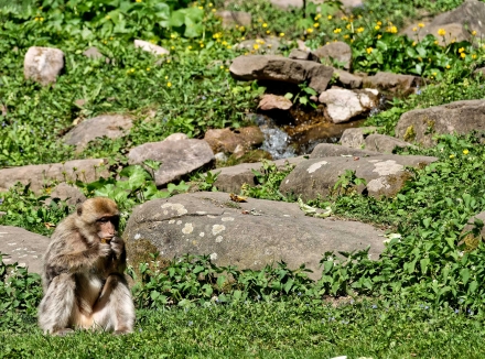 La Montagne des Singes de Kintzheim - Alsace - 07/05/18