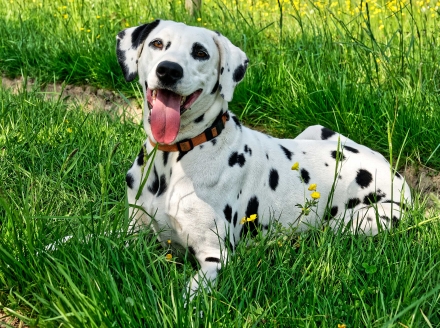 Un joli Dalmatien à Eglingen - Alsace - 05/05/18