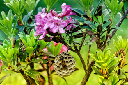 Abeille sur son petit Nid, accroché à un Rhododendron ferrugineux - Les Lindarêts - Montriond - Haute-savoie - 24/06/21