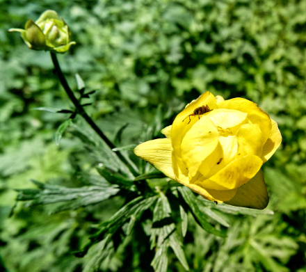 Boule d’or - Trolle d Europe - Trolle des montagnes - Chablais Haut-Savoyard - 13/06/21