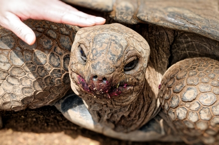 Tortue des Seychelles - Le Jardin des tortues - Les Avirons - La Réunion 2023