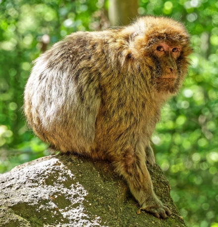 La Montagne des Singes de Kintzheim - Alsace - 07/05/18