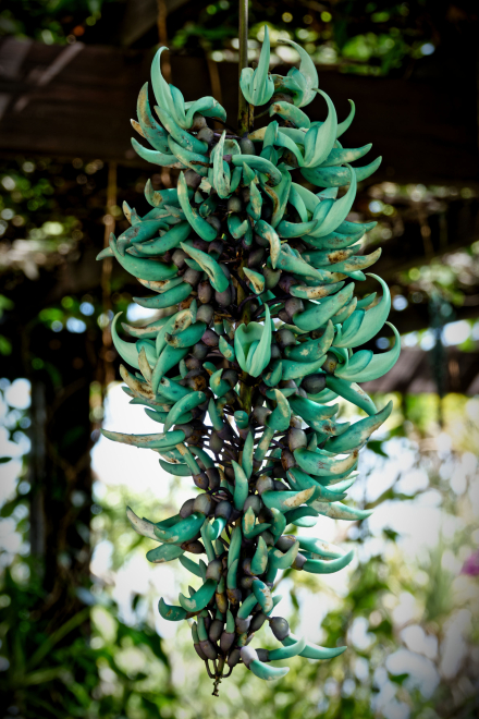 Liane de Jade - La Reunion - Janvier 2023