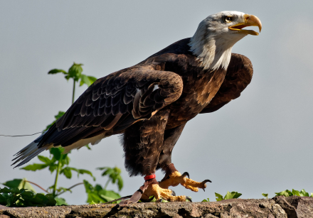 Volerie des aigles de Kintzheim - Alsace - 07/05/18