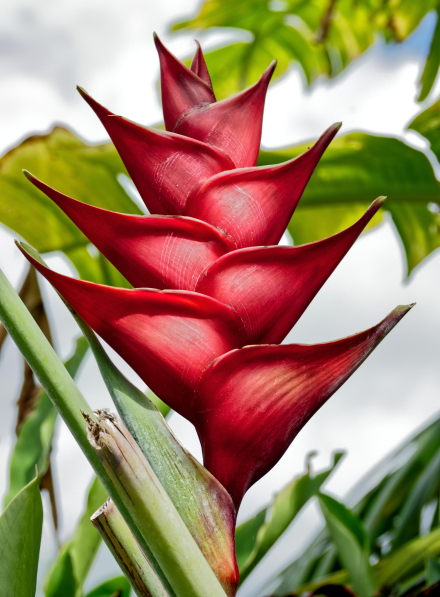 Héliconia caribaea rouge - La Réunion - Janvier 2023