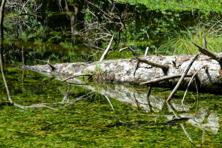 Lac de Pététoz - La Chèvrerie / Bellevaux - 15/08/24
