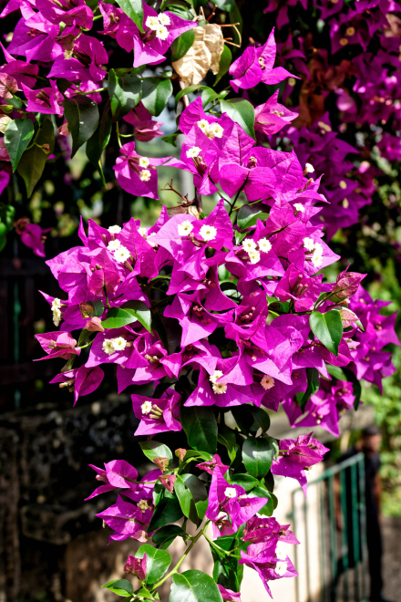 Bougainvillier - La Réunion - Janvier 2023