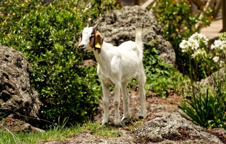 Petite chèvre à "La Nouvelle" dans le cirque de Mafate - La Réunion - 14/01/20