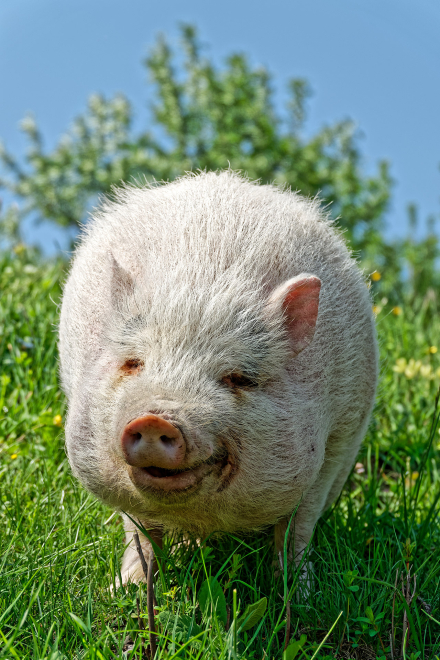 Bonbon le Cochon Alsacien - Eglingen - Alsace - 05/05/18