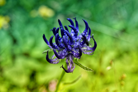 Raiponce Orbiculaire - Les Lindarêts - Montriond - Haute-savoie - 24/06/21