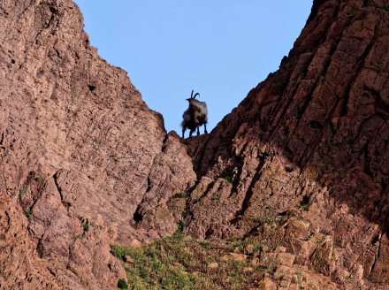 23-05-22 - Une chèvre prend la pause dans la réserve de Scandola