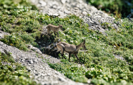 Bouquetin - La Dent d’Oche - Haute-Savoie - Août 2023