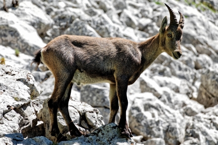 Un petit bouquetin - Dent d’Oche - Haute-Savoie - 27/07/20