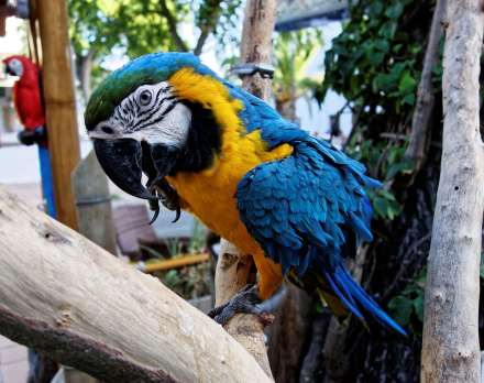Un Perroquet dans un bar à cocktails de Cala d’Or - Majorque - Espagne - 21/08/16