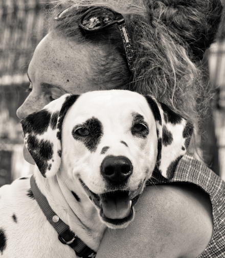 Un joli Dalmatien à Eglingen - Alsace - 05/05/18