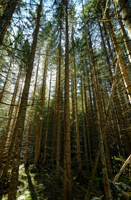 Fôret de Pététoz - La Chèvrerie - Bellevaux - 31/10/15