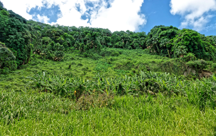 Du côté de la Cascade Niagara - Sainte-Suzanne - La Réunion 2023
