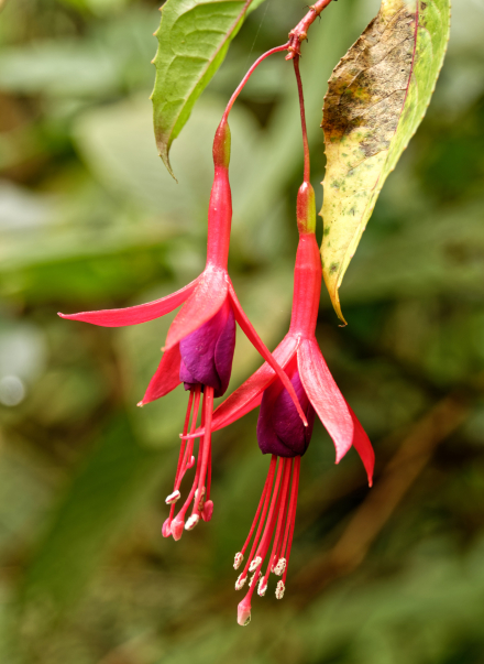 Fuchsia - Végétation - La Réunion - Janvier 2020