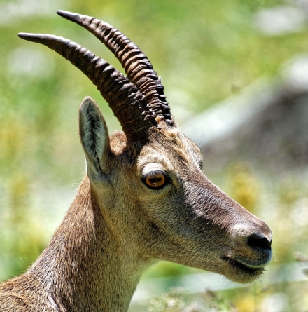 Un petit bouquetin - Dent d’Oche - Haute-Savoie - 27/07/20