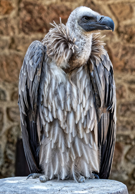 Volerie des aigles de Kintzheim - Alsace - 07/05/18