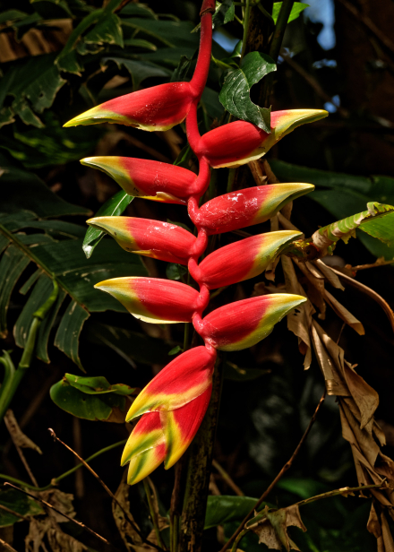 Heliconia (Balisier) - Végétation - La Réunion - Janvier 2020