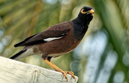 Le Martin Triste - La Réunion 2023