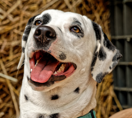 Un joli Dalmatien à Eglingen - Alsace - 05/05/18
