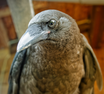 Corbeau (ou Corneille) - Bellevaux - Haute-Savoie - 13-07-21