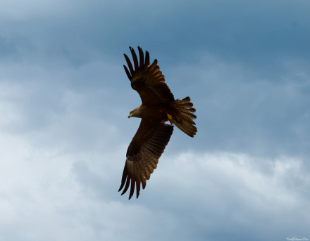 Milan Noir dans le ciel de Reyvroz - Haute-Savoie - 10/05/20