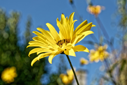 Hélianthe - Végétation - Picardie - 10-10-21