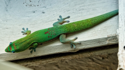 Gecko diurne à poussière d'or - La Réunion - Janvier 2023