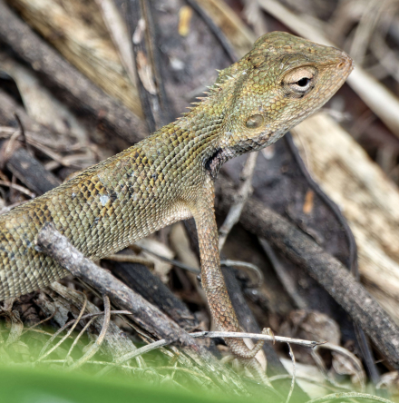 Agame Arlequin - La Réunion - Janvier 2023