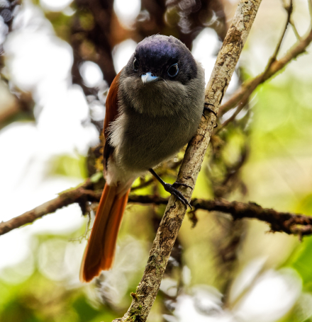 Oiseau la Vierge dans la Forêt primaire de Bébour - La Réunion - 18-01-20