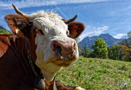 Une vache prend la pause face au Roc d’Enfer à La Chèvrerie - Bellevaux - Haute-Savoie - 29/09/17