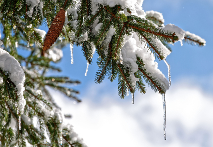 Sapin sous la neige - Lullin - Haute-Savoie - 19/03/21