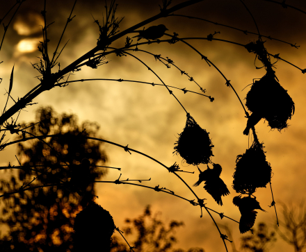Nids de Belliers - Saint-Paul - La Réunion - 15/01/20