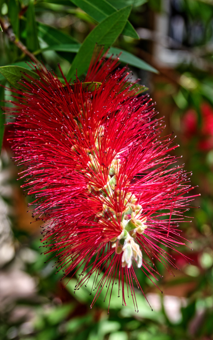 25-05-22 - Rince-Bouteilles (Callistemon)