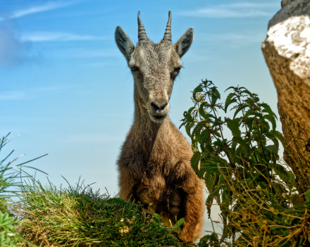 Petit Bouquetin - La Dent d’Oche - Bernex - Haute-Savoie - Août 2023