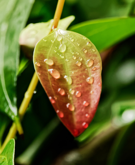 Végétation Réunionnaise - La Réunion - 17/01/20