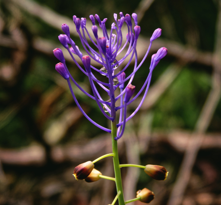 Muscari à toupet - Corse - Mai 2023