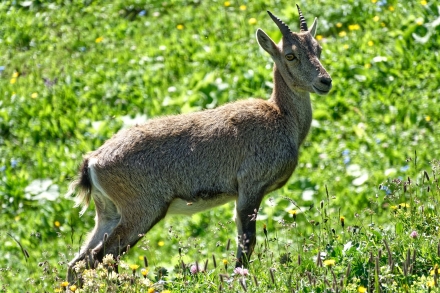 Un petit bouquetin - Dent d’Oche - Haute-Savoie - 27/07/20