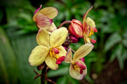 Orchidée - La Réunion 2023