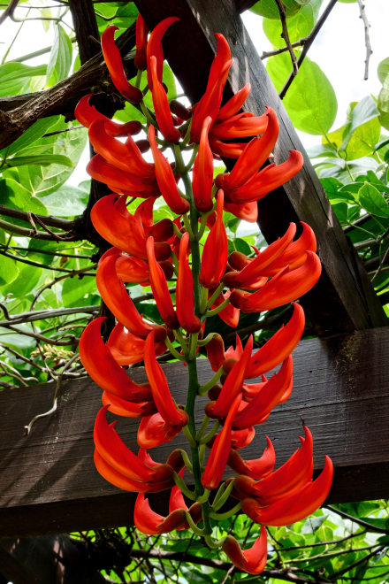 Liane de jade - La Réunion - Janvier 2023