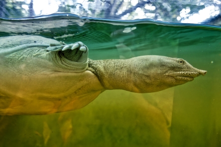Trionychidae (Tortue à carapace molle) - Le Jardin des tortues - Les Avirons - La Réunion 2023