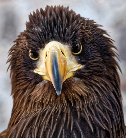 Volerie des aigles de Kintzheim - Alsace - 07/05/18