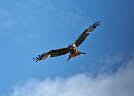 Milan Royal dans le ciel de Reyvroz - Haute-Savoie - 12/05/19