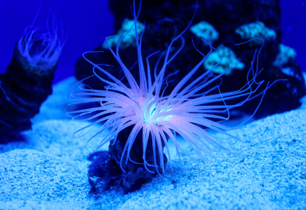 Anémone de mer - Aquarium de Palma - Majorque - Espagne - 25/08/16