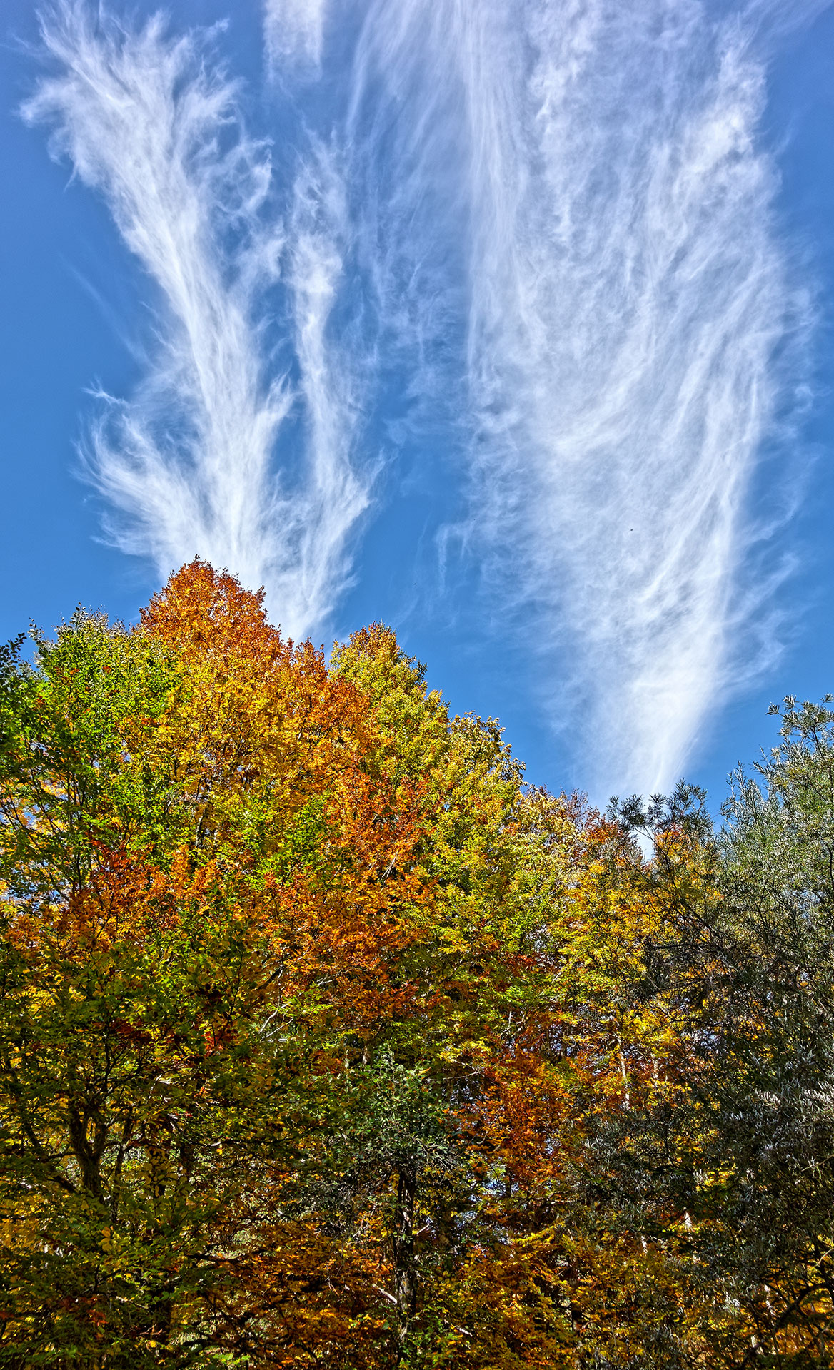 Automne à La Chèvrerie - Bellevaux - Haute-Savoie - 29-09-17