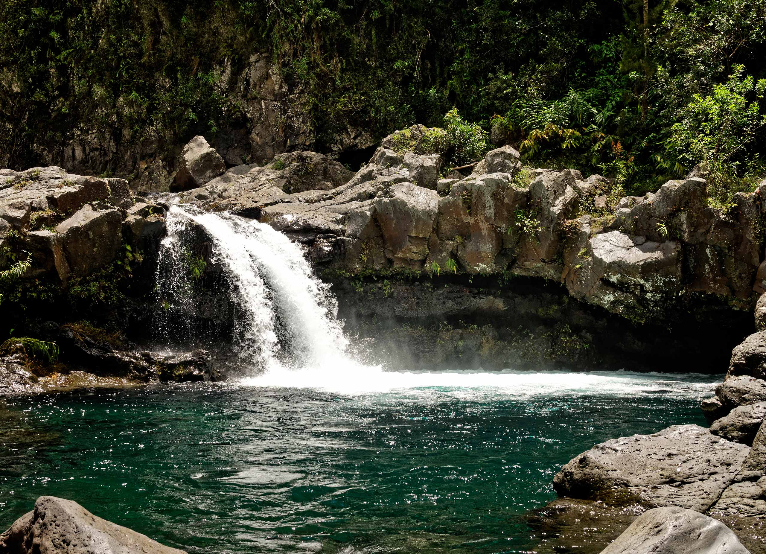 Bassin z'hirondelles - Saint-Joseph - La Réunion - 11/01/20