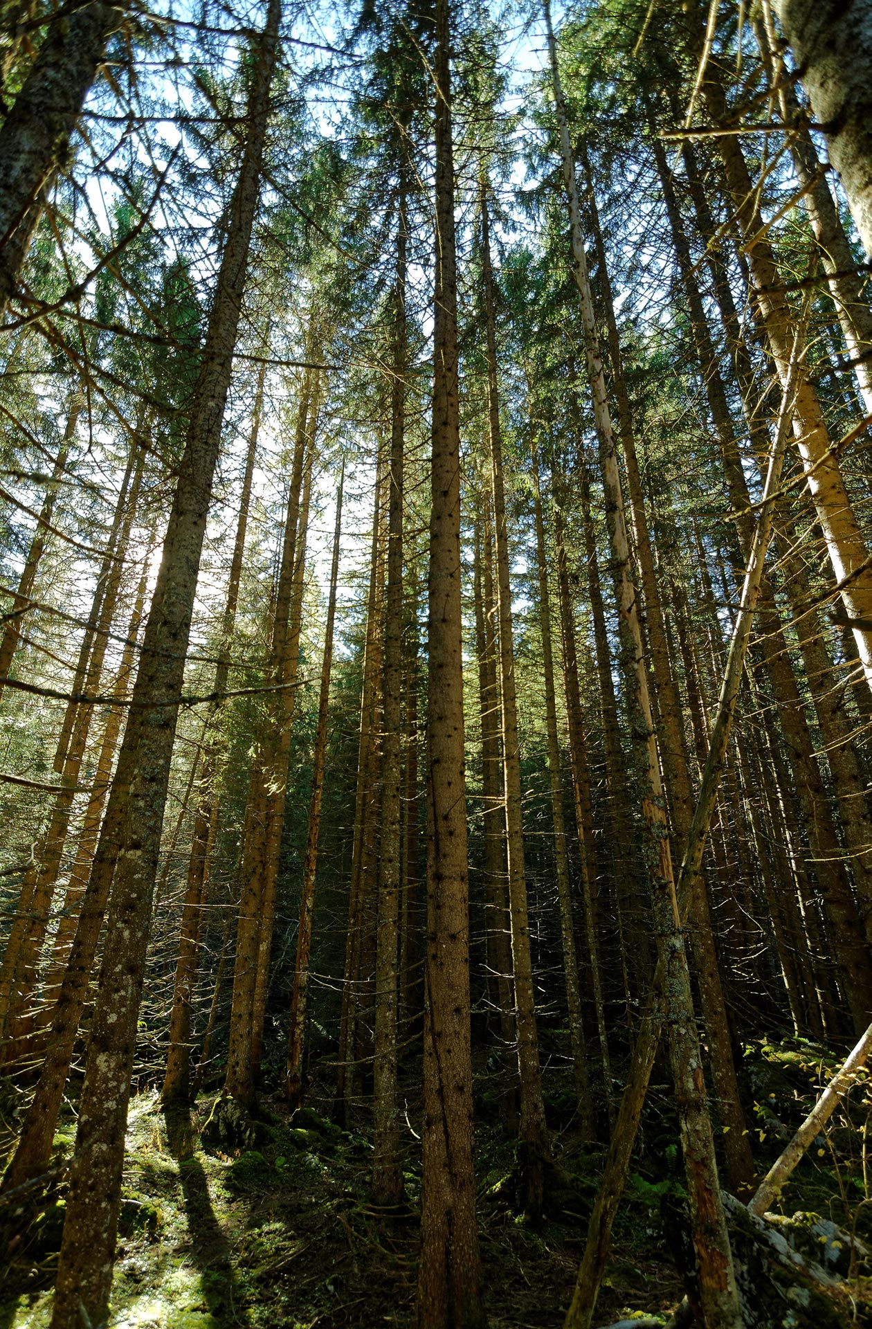 Fôret de Pététoz - La Chèvrerie - Bellevaux - 31/10/15